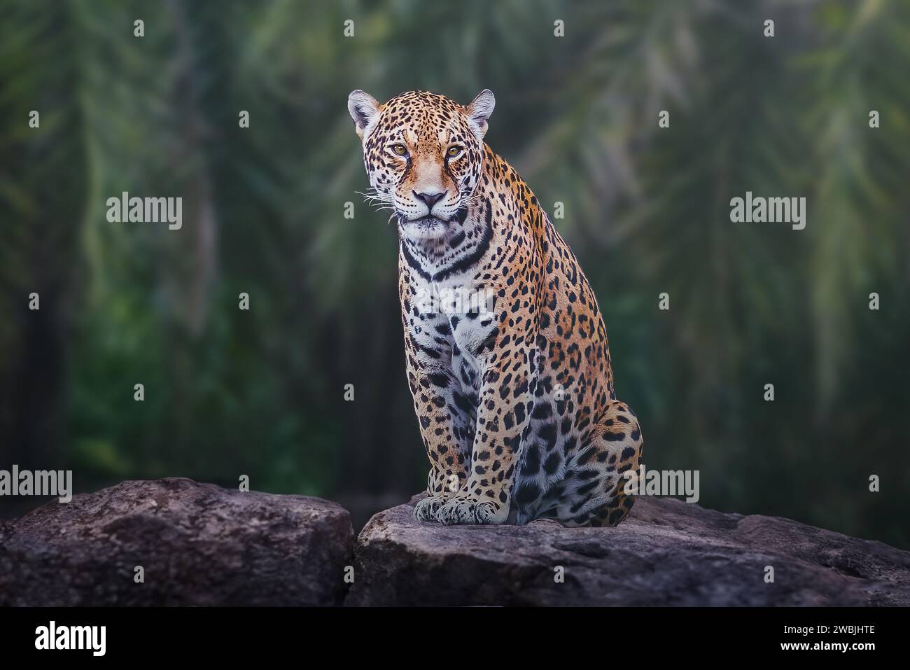 Jaguar (Panthera onca) Spotted Big Cat Stock Photo Alamy