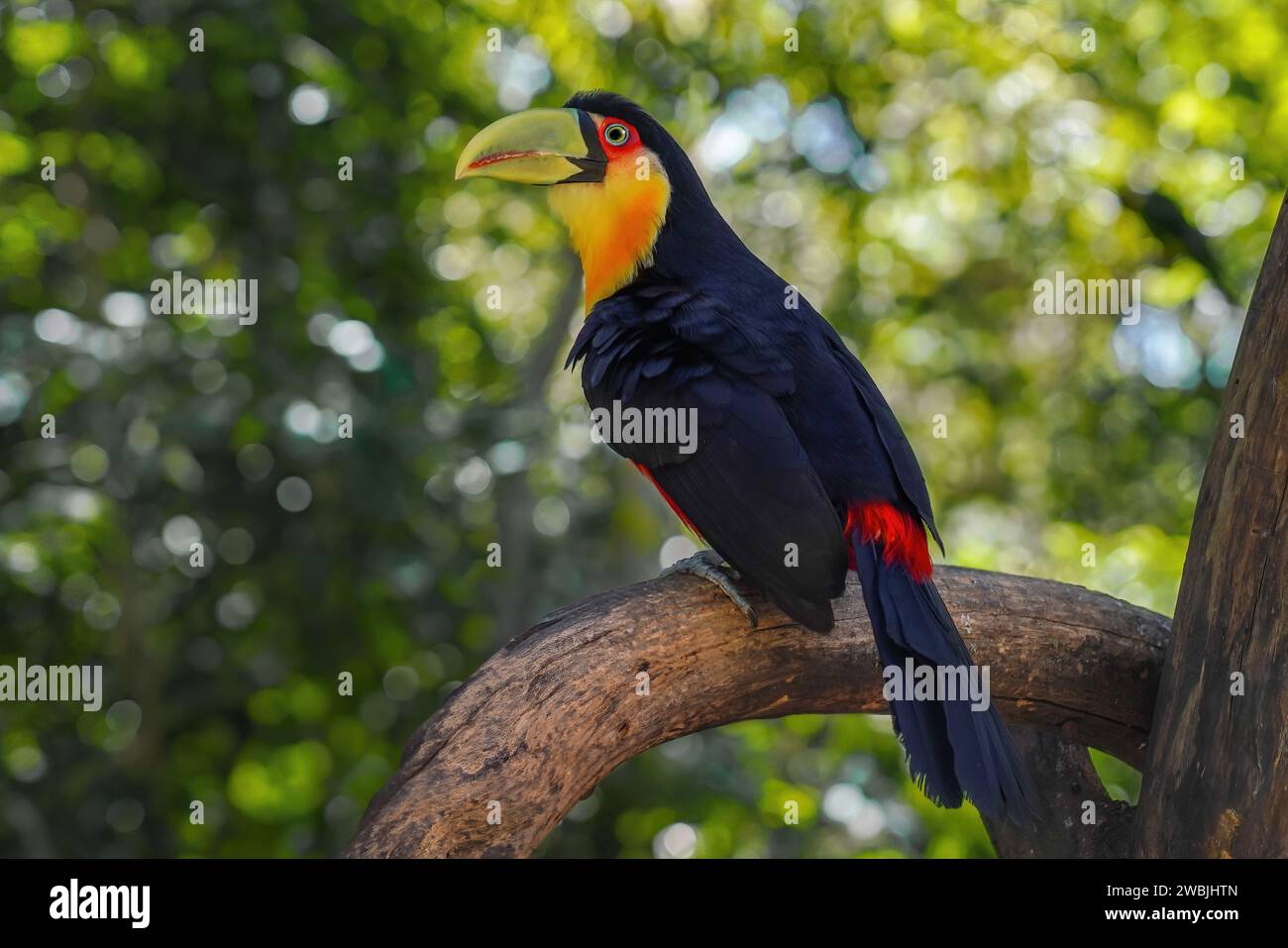 Red-breasted toucan or Green-billed toucan (Ramphastos dicolorus) Stock Photo