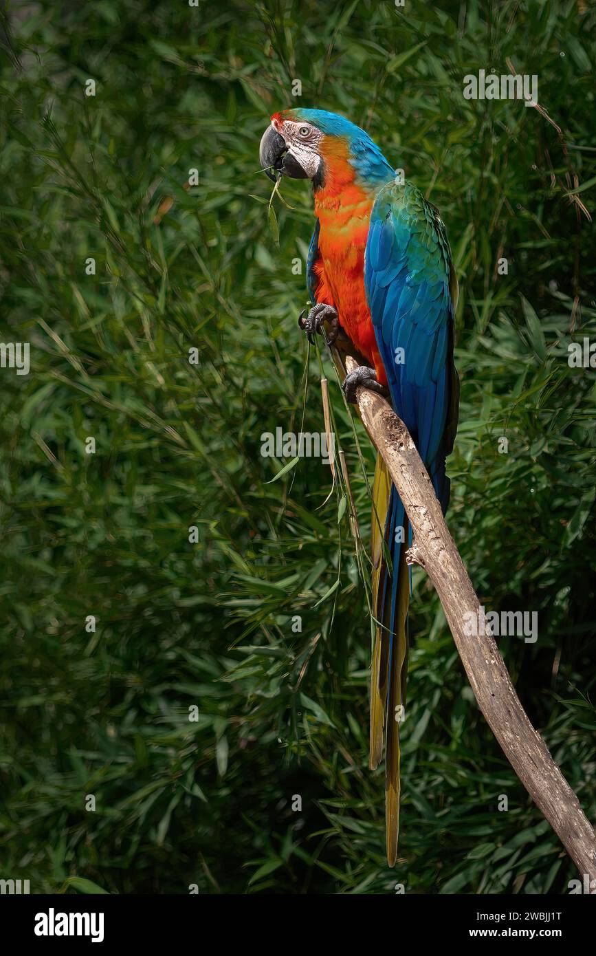Catalina Macaw - Hybrid Macaw (Ara ararauna x Ara Macao) Stock Photo