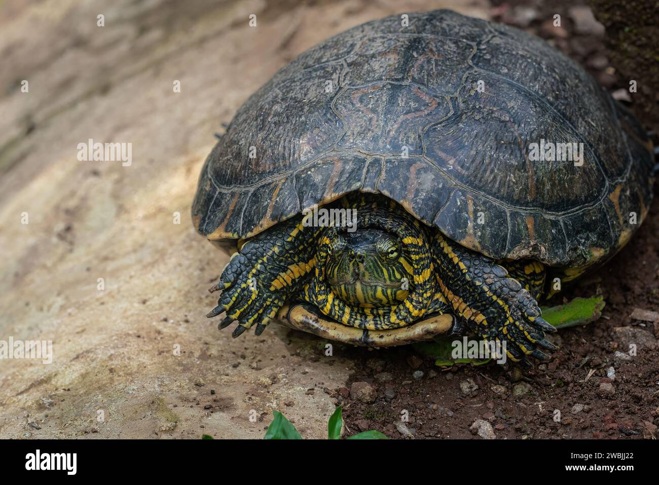 Black-bellied Slider (Trachemys dorbigni) - Water Turtle hiding in shell with retracted neck Stock Photo