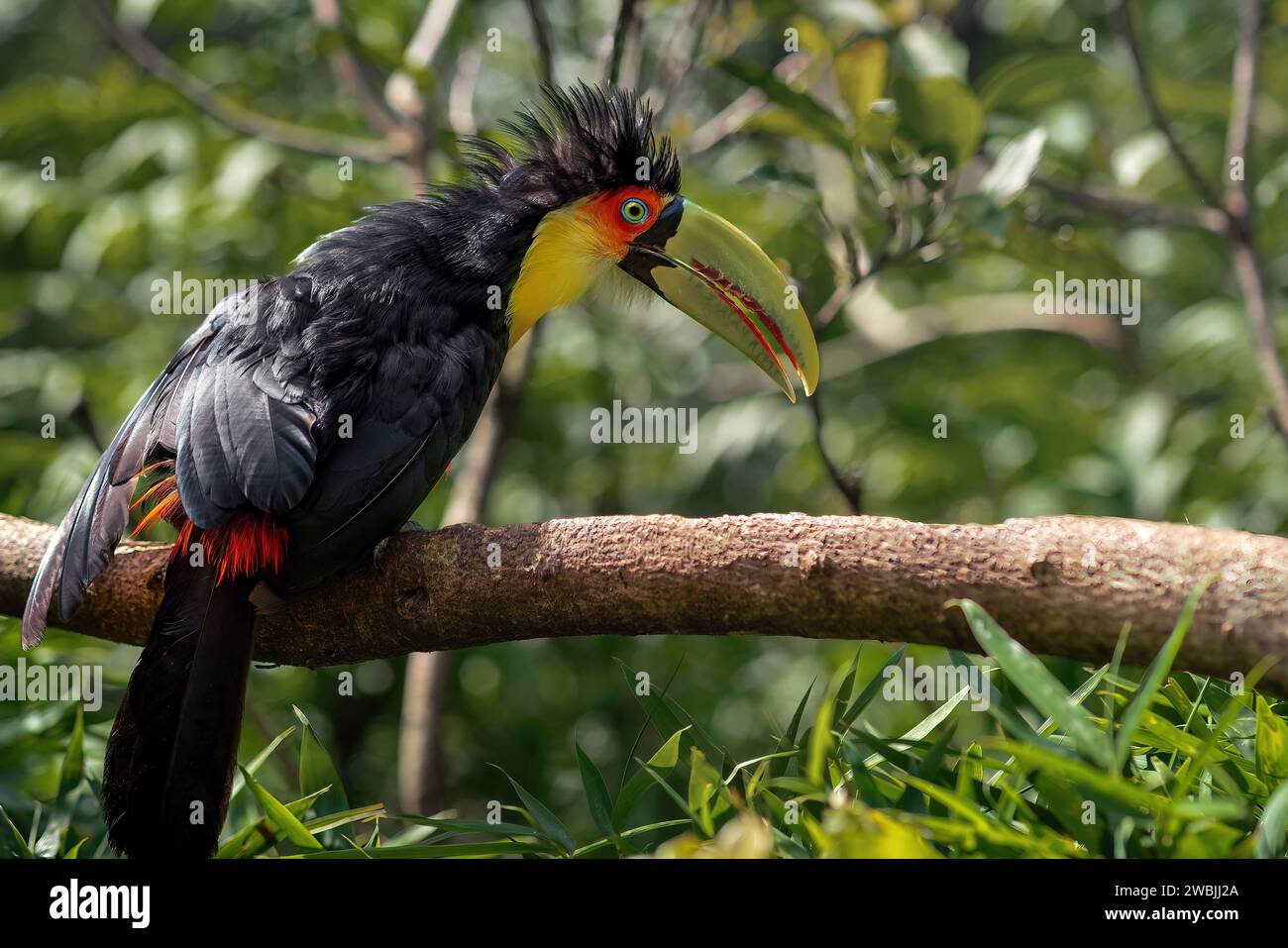 Red-breasted toucan or Green-billed toucan (Ramphastos dicolorus) Stock Photo