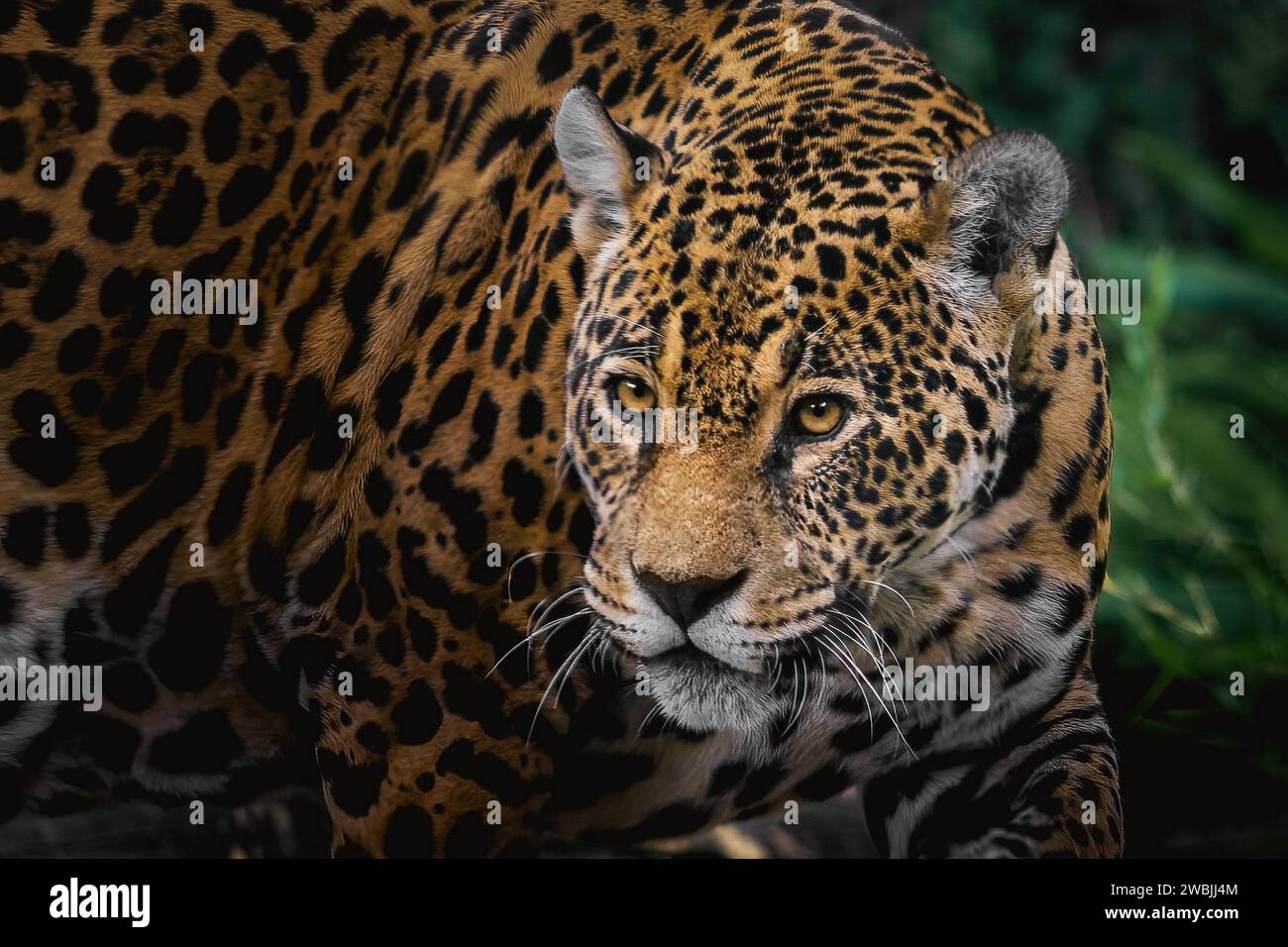 Jaguar Panthera Onca Spotted Big Cat Stock Photo Alamy