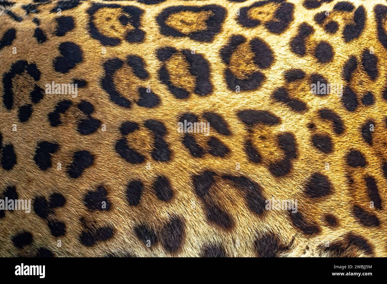 Jaguar Coat Pattern Texture with Spots and Rosettes Stock Photo - Alamy