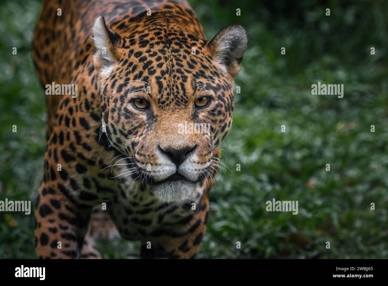 Jaguar Panthera Onca Spotted Big Cat Stock Photo Alamy