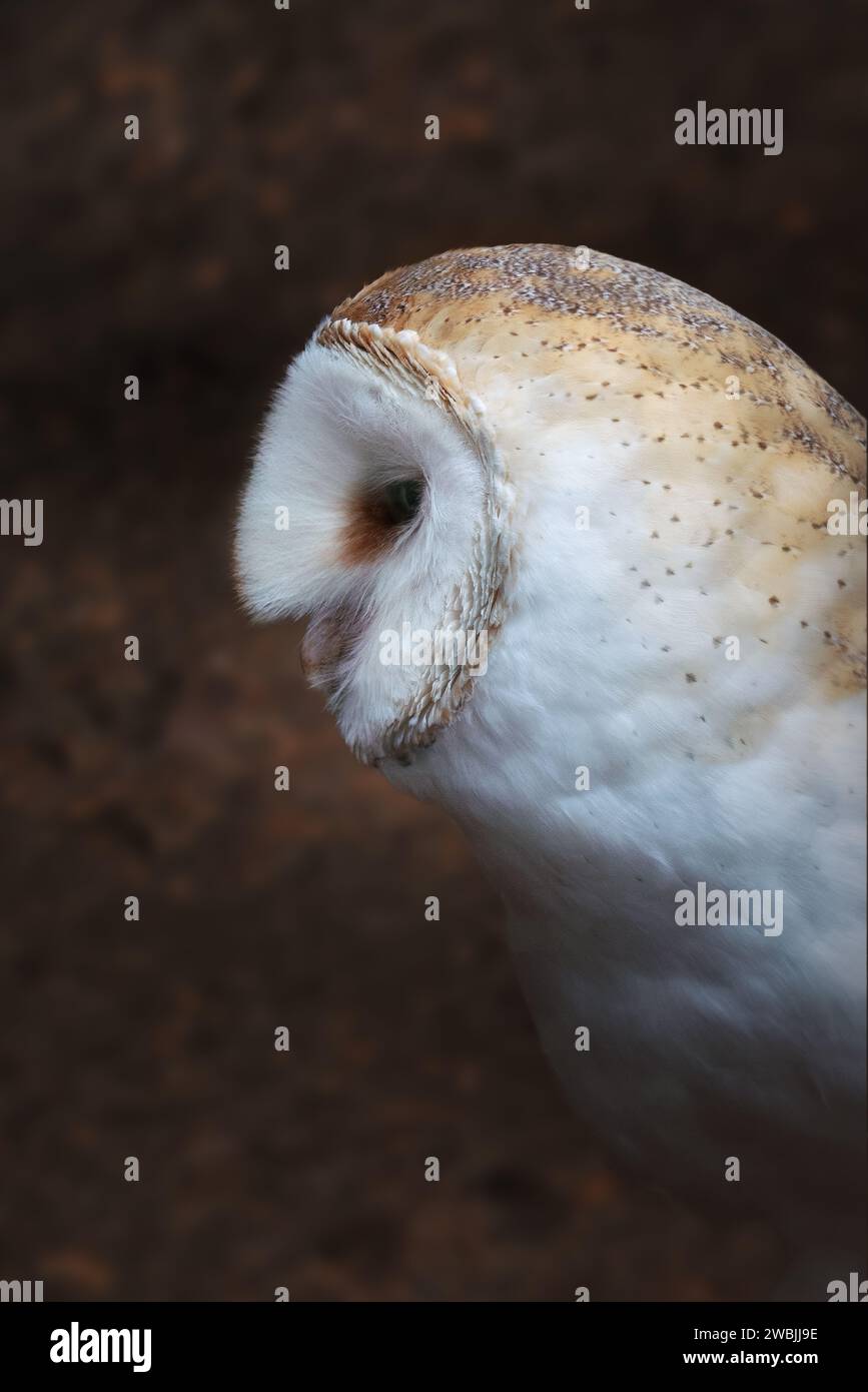 American Barn Owl (Tyto furcata Stock Photo Alamy
