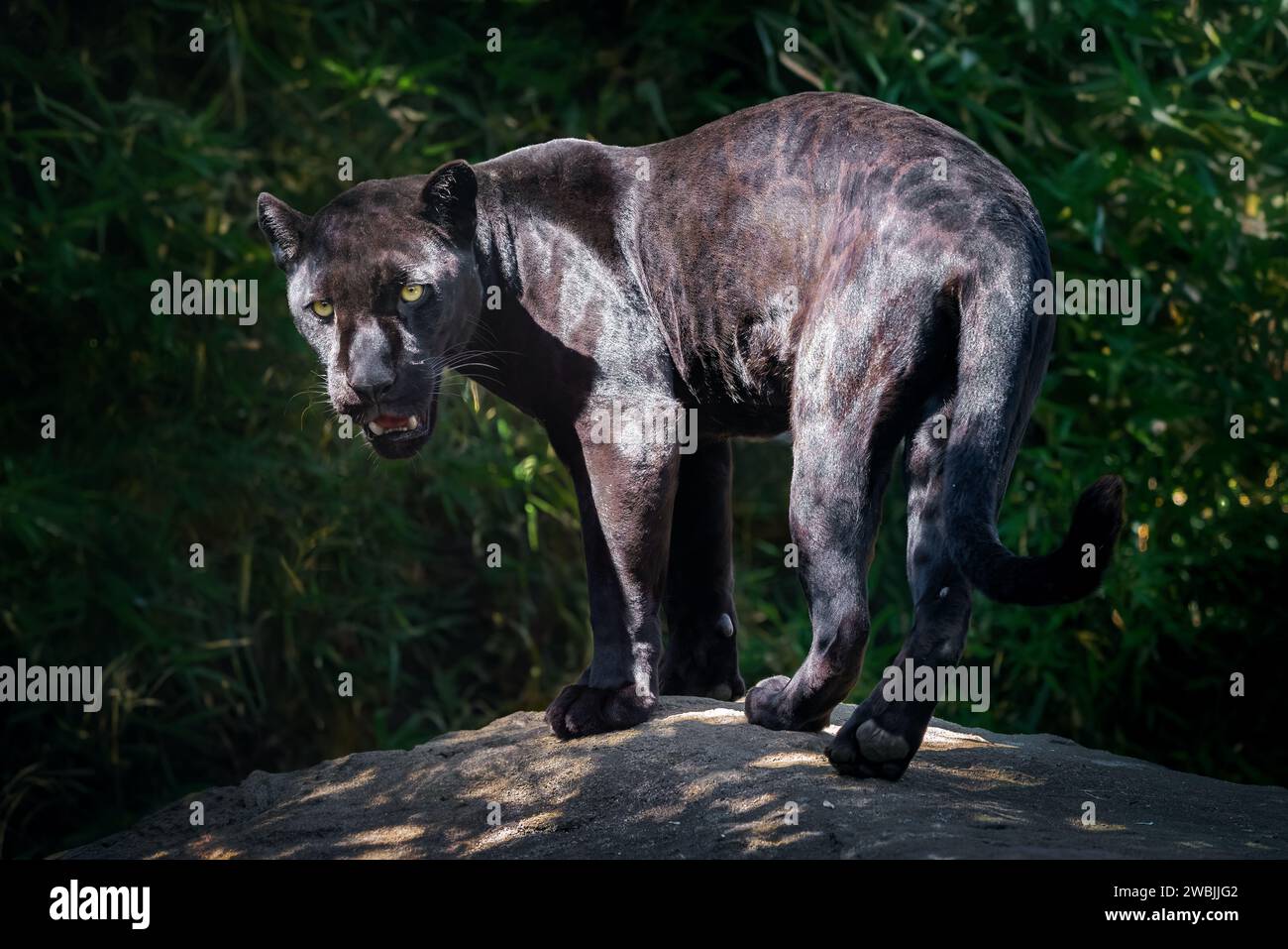 Black Jaguar (Panthera onca) - Melanistic Feline Stock Photo