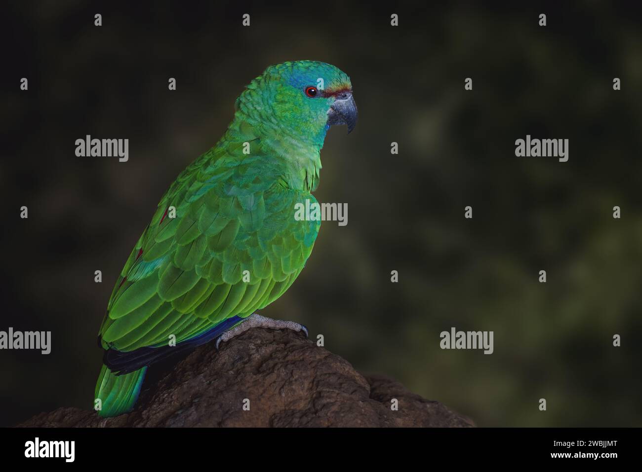 Southern Festive Amazon Parrot (Amazona festiva) Stock Photo