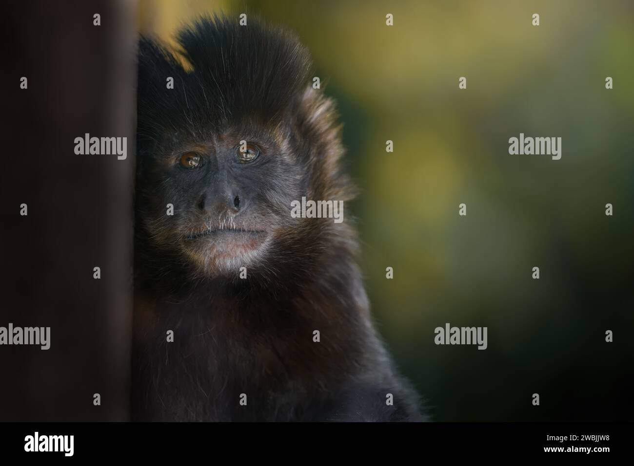 Tufted Capuchin Monkey (Sapajus apella) Stock Photo