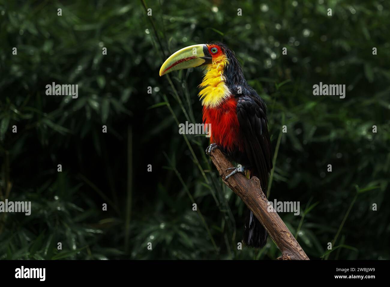 Soaking Wet Red-breasted toucan or Green-billed toucan (Ramphastos dicolorus) Stock Photo
