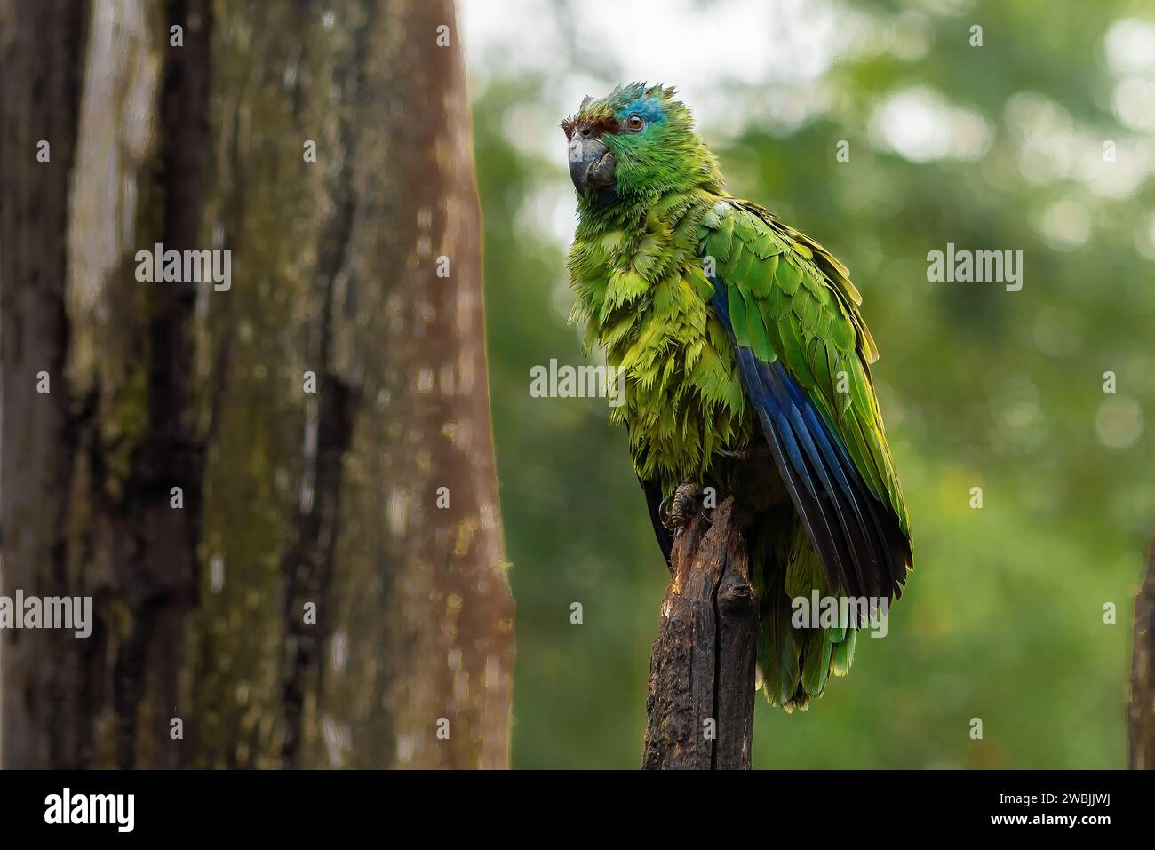 Soaking Wet Southern Festive Amazon (Amazona festiva) Stock Photo