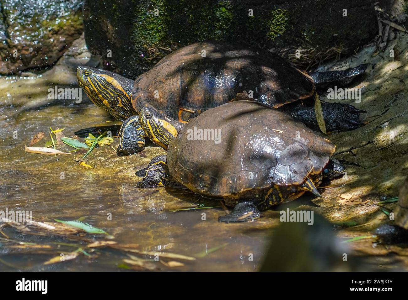 Black-bellied Sliders (Trachemys dorbigni) - Water Turtle Stock Photo