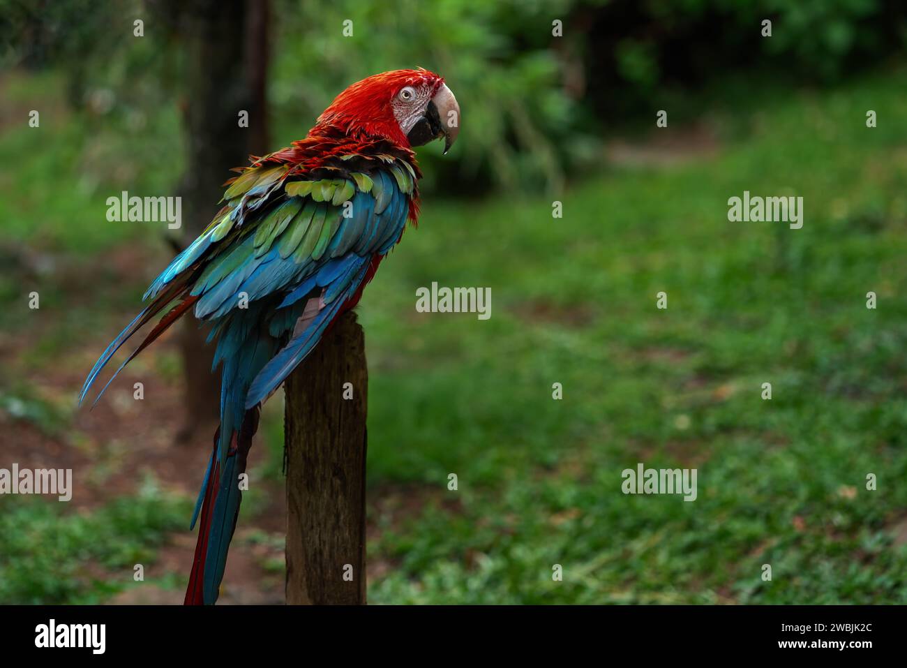 Soaking Wet Red-and-green Macaw (Ara chloropterus) Stock Photo