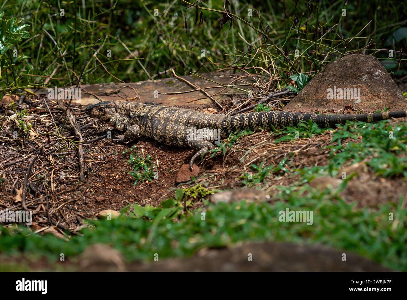 Black and White Tegu Lizard (Salvator merianae) Stock Photo