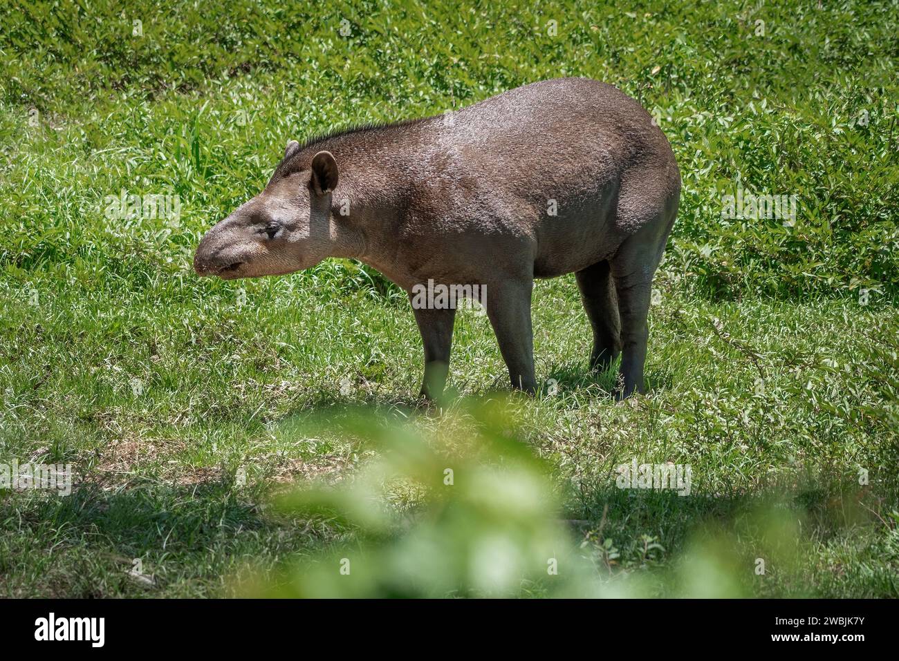 Lowland Tapir (Tapirus terrestris) or South American Tapir Stock Photo