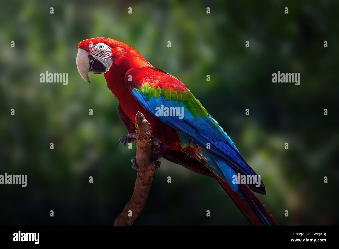 Red-and-green Macaw Parrot (Ara chloropterus) Stock Photo