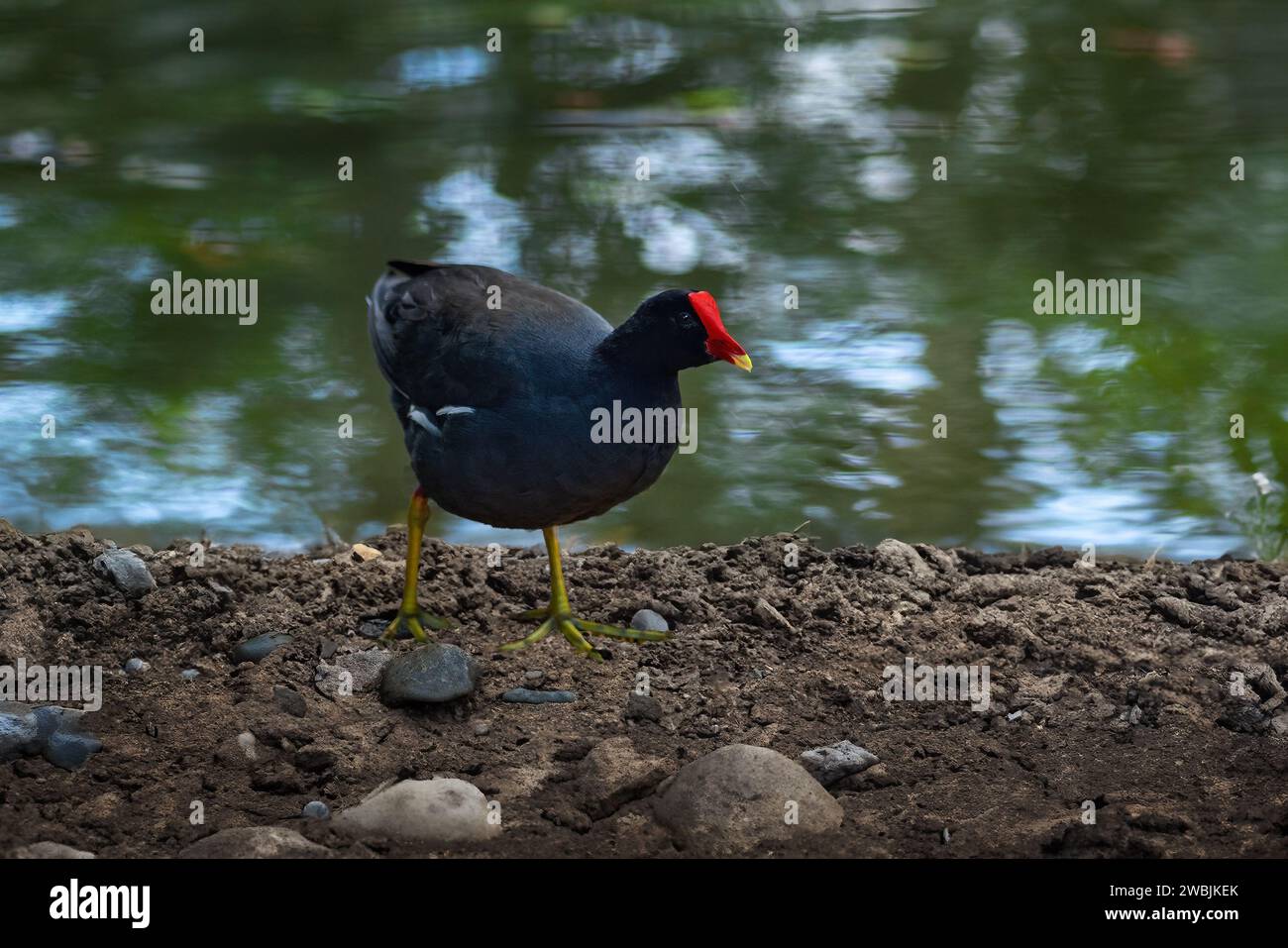 Common Gallinule bird (Gallinula galeata Stock Photo Alamy