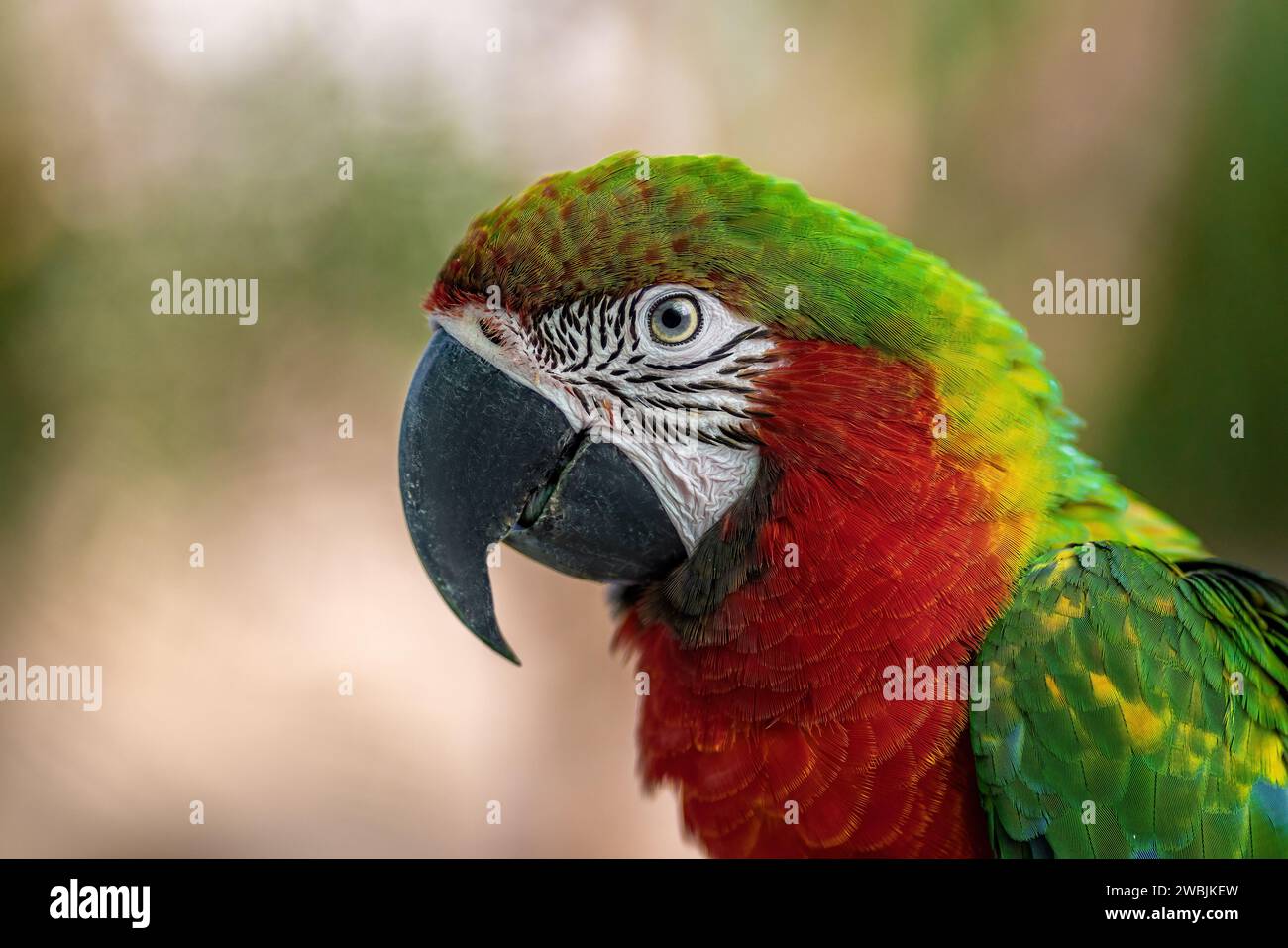 Harlequin Macaw - Hybrid Macaw (Ara ararauna x Ara chloropterus) Stock Photo
