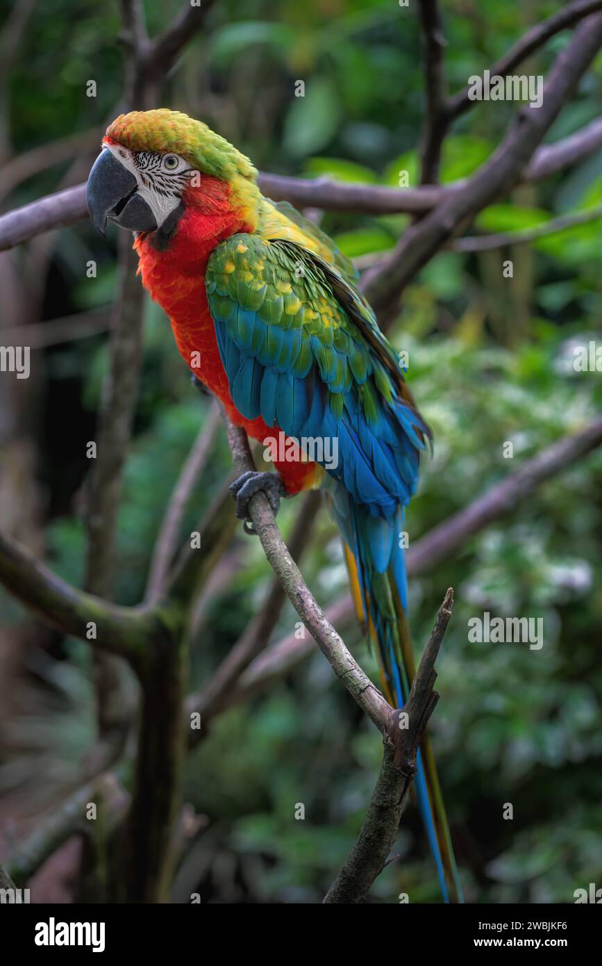 Harlequin Macaw - Hybrid Macaw (Ara ararauna x Ara chloropterus) Stock Photo