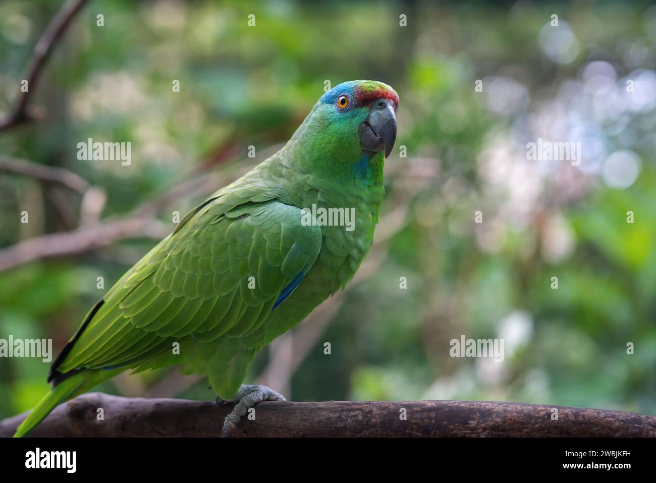 Southern Festive Amazon Parrot (Amazona festiva) Stock Photo