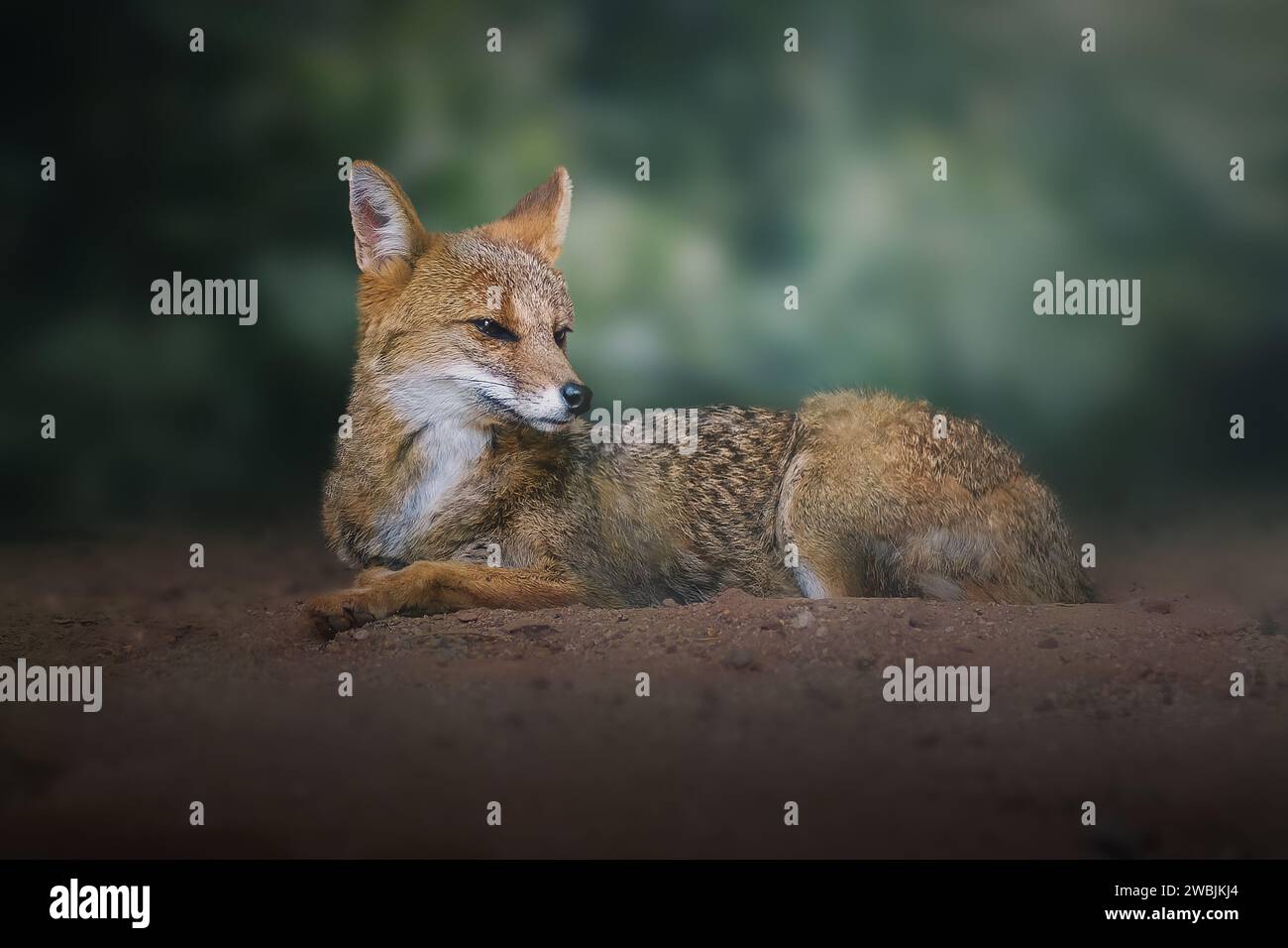 Pampas Fox (Lycalopex gymnocercus) South American canid Stock Photo