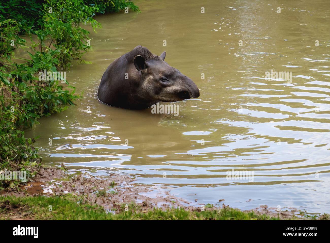 Lowland Tapir (Tapirus terrestris) swimming or South American Tapir Stock Photo