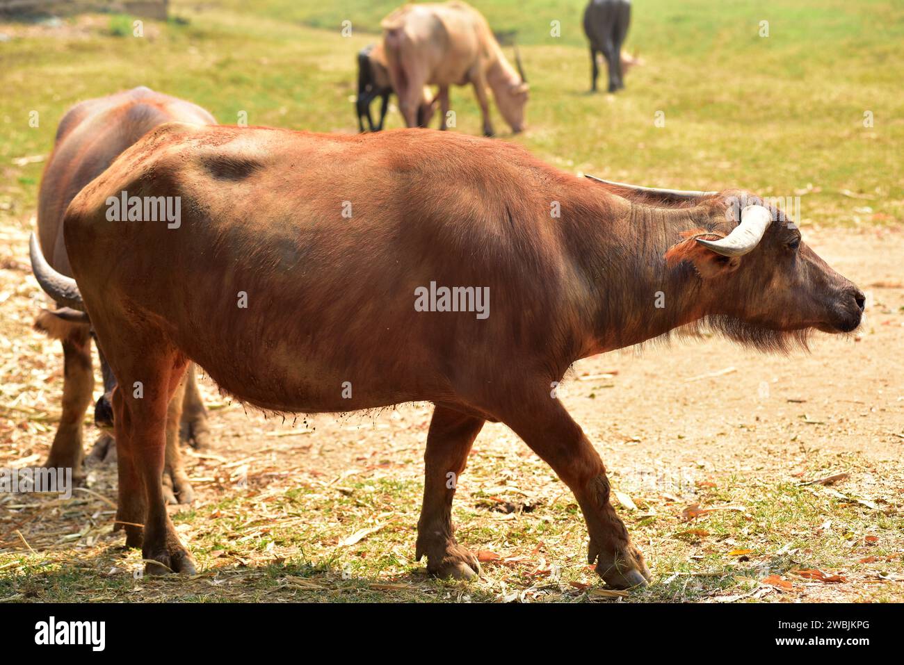 Water buffalo (Bubalus bubalis) is a bovid originating in southern Asia. This photo was taken in Chiang Mai, Thailand. Stock Photo