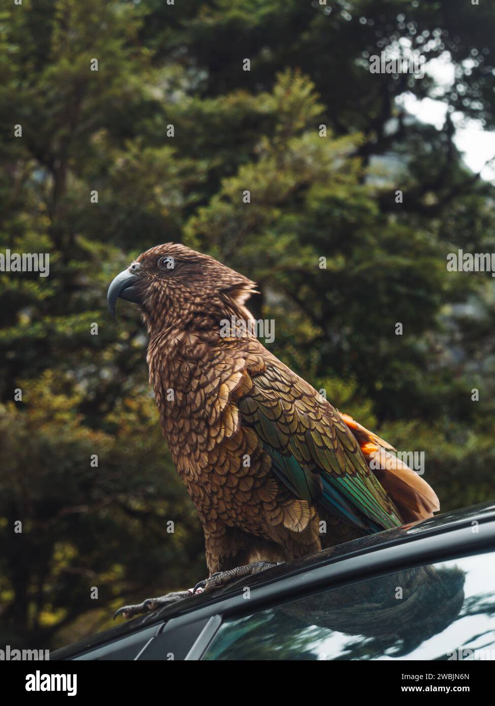 Cheeky Kea bird sitting on a car roof in Milford Sounds, New Zealand. Stock Photo