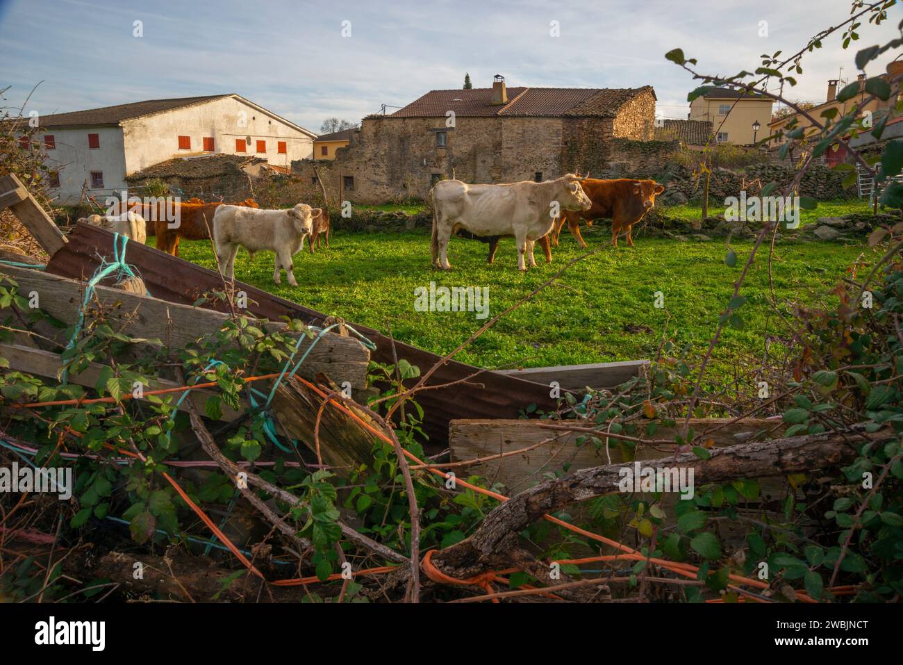 Cows in a pen. Piñuecar, Madrid province, Spain. Stock Photo
