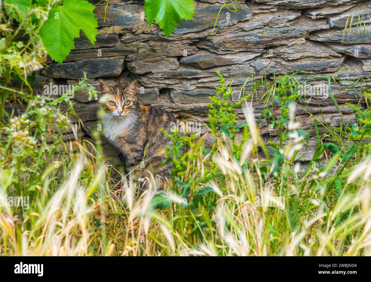 Gato calico hi-res stock photography and images - Alamy