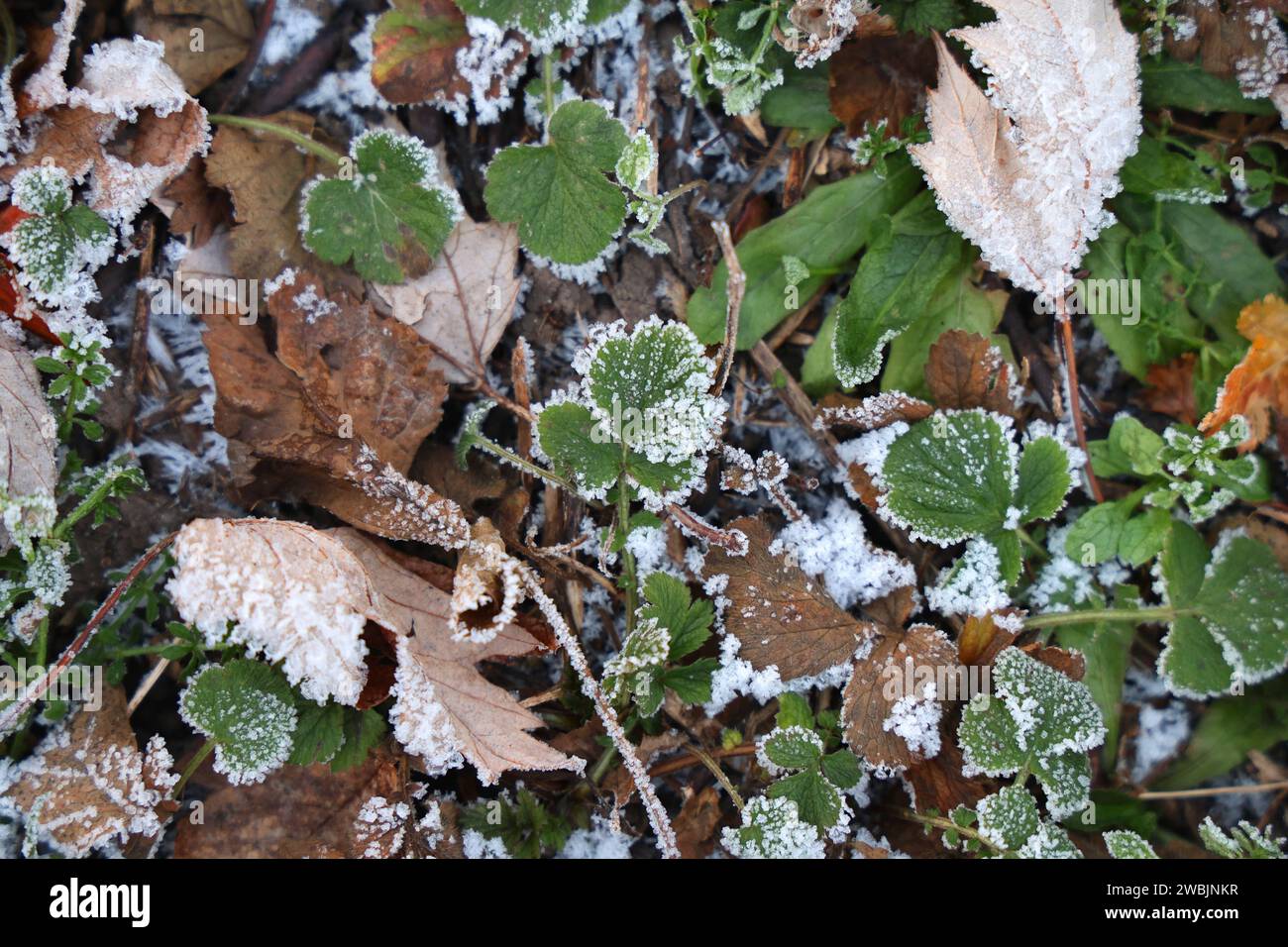 Frost 11.01.2024, Koelleda, Frost liegt auf Blaettern und umrandet ...