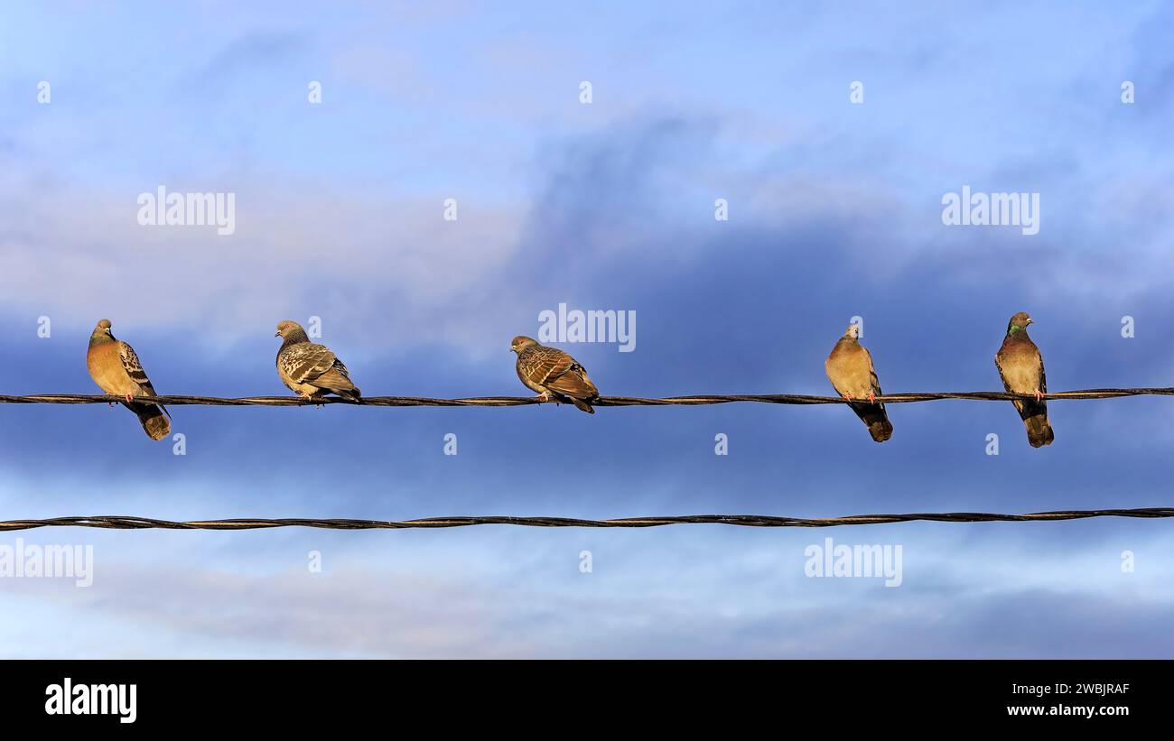 Five Domestic pigeons, Columba livia,  perched on a wire, pastel blue golden hour sky background. Stock Photo