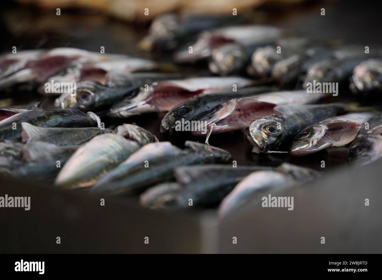 Anadolu Kavagi village fresh fish restaurant bosphorus cruise turkey