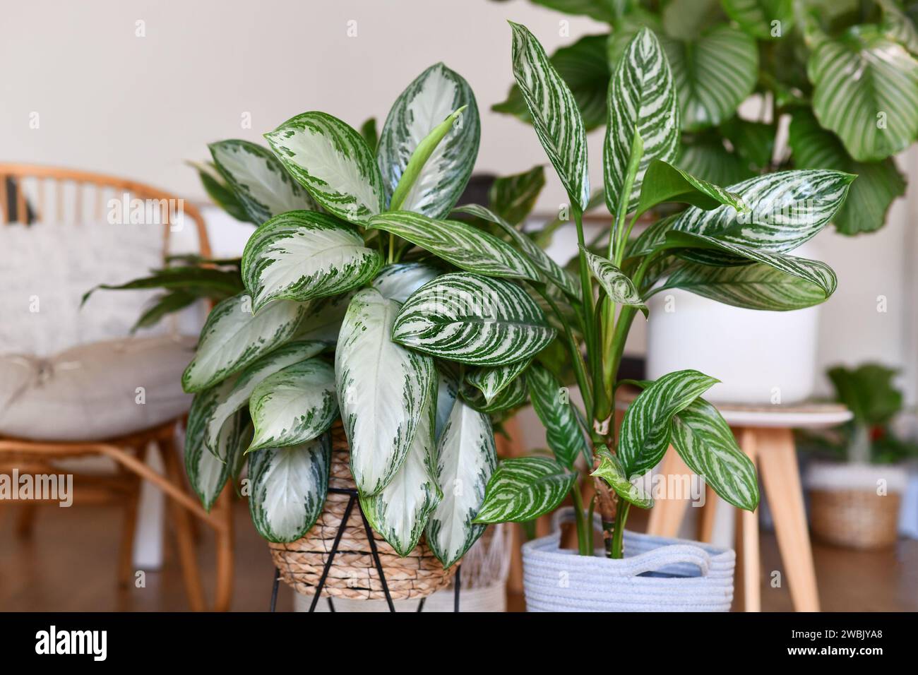 Potted tropical 'Aglaonema Silver Bay' houseplant with silver pattern in basket with other houseplants in blurry background Stock Photo