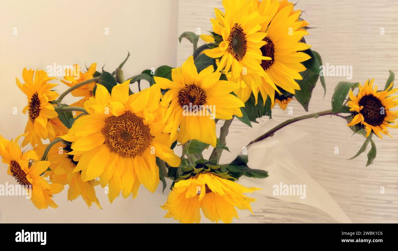 Sunflower in a vase in home. Yellow bright and vibrant flower. Country life. Stock Photo