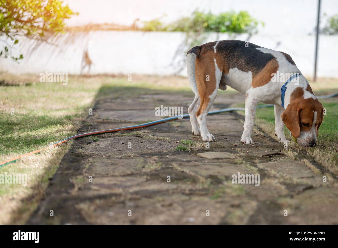 Playing with beagle dog in patio with ball on bright sunny day Stock Photo