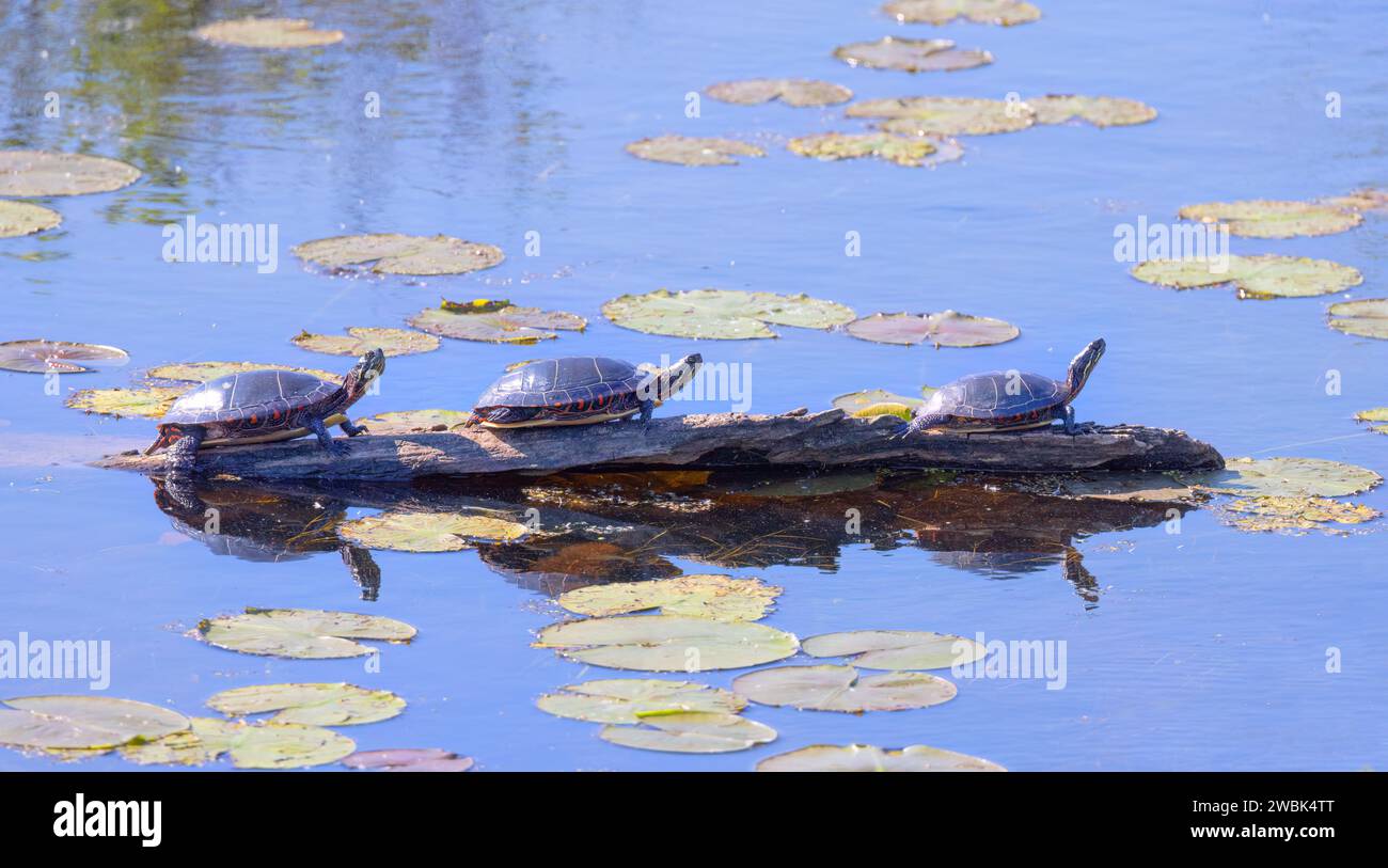 Painted turtle resting on a log in the sunshine in Ottawa, Canada Stock Photo