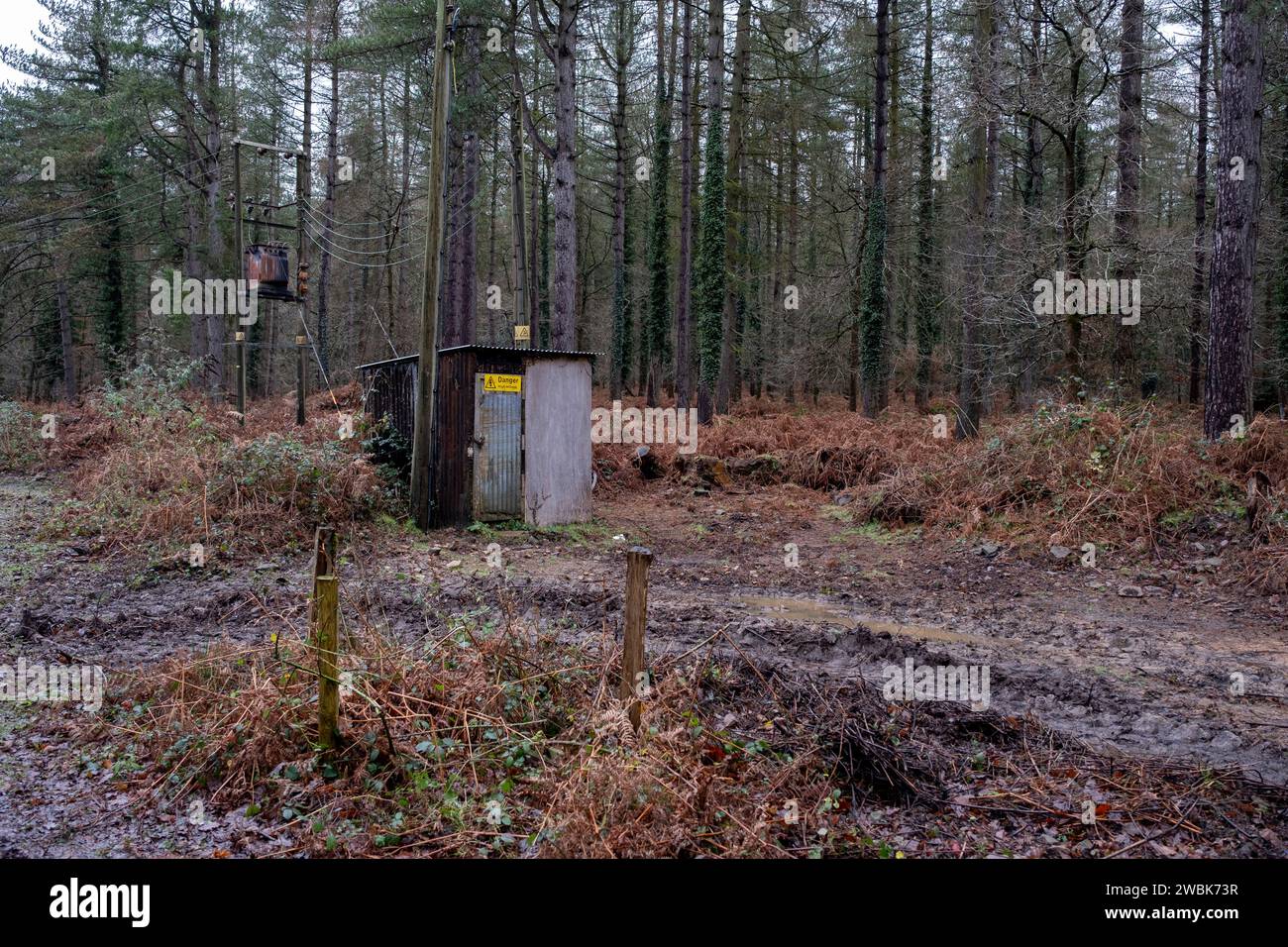 Woodland landscape in the Forest Of Dean shows an electricity supply transformer on 30th December 2023 in Cannop, Gloucestershire, United Kingdom. The area covers more than 110 square kilometres of mixed woodland, and is one of the surviving ancient woodlands in England. Stock Photo