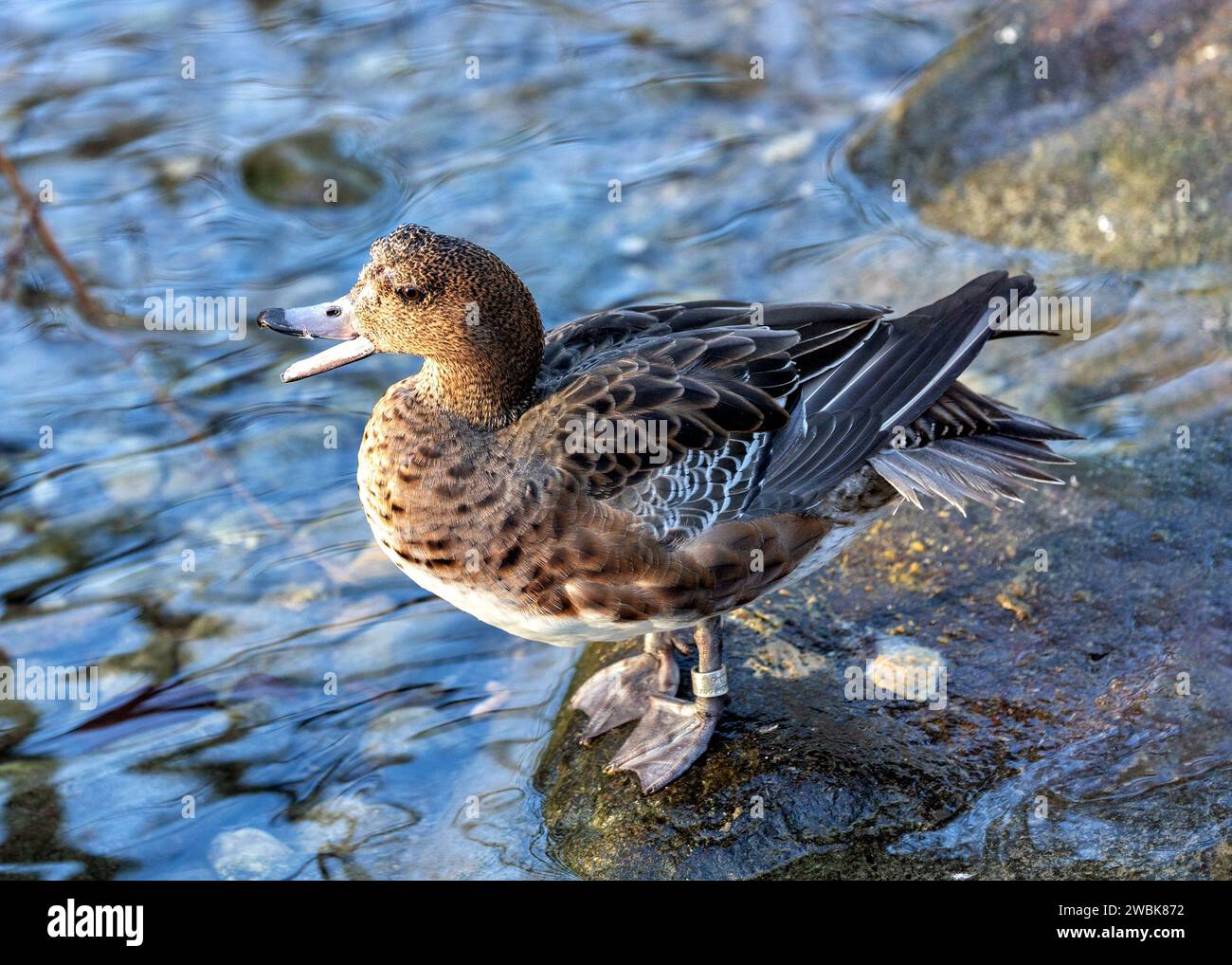 The Eurasian Wigeon, adorned with subtle elegance, graces wetlands with its distinctive coloration. A winter visitor to Europe, it enchants with its w Stock Photo