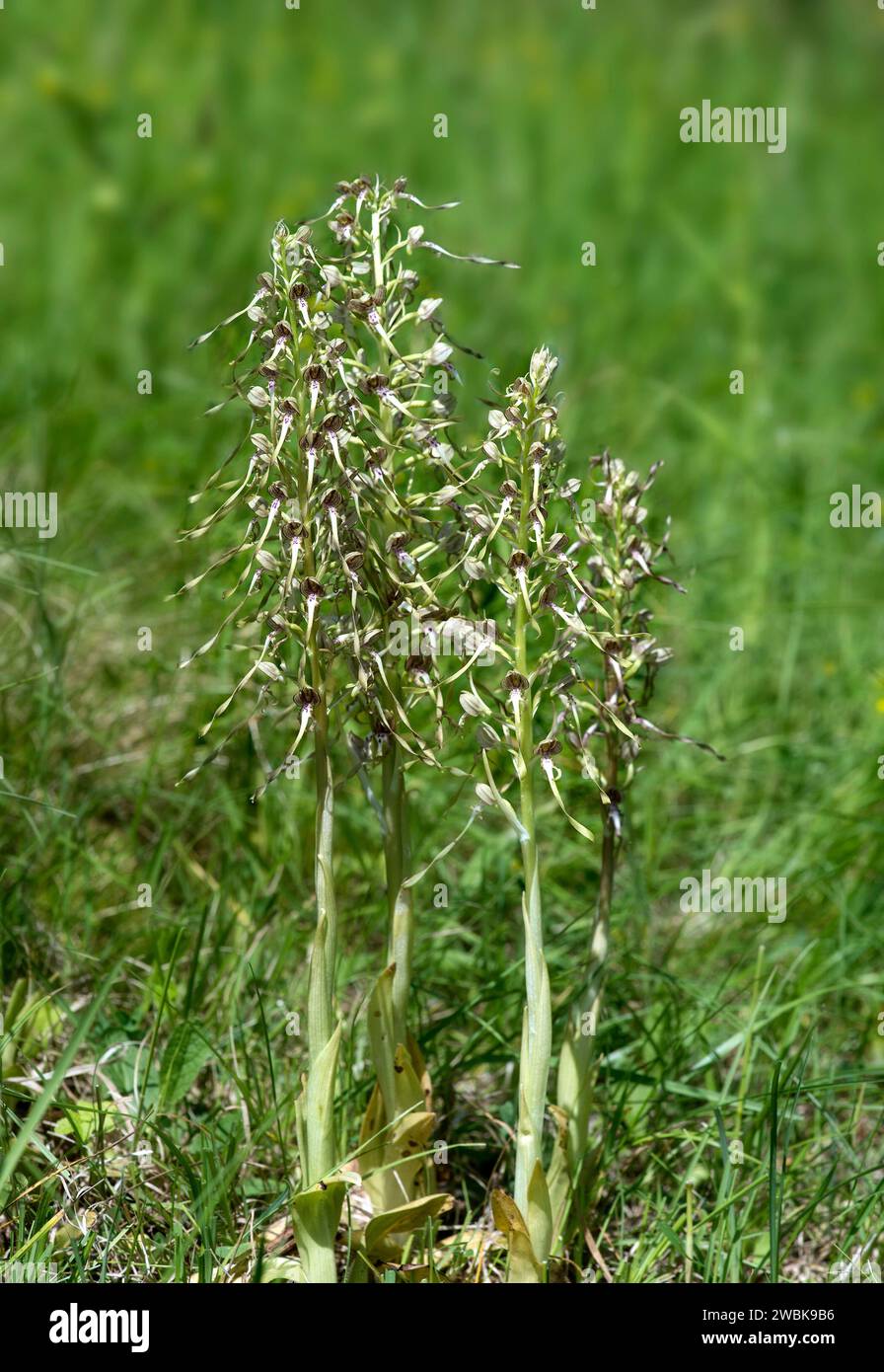 Bocks' strap-tongue (Himantoglossum hircinum), a terrestrial orchid from the orchid family (Orchidaceae), Kaiserstuhl region, Germany Stock Photo