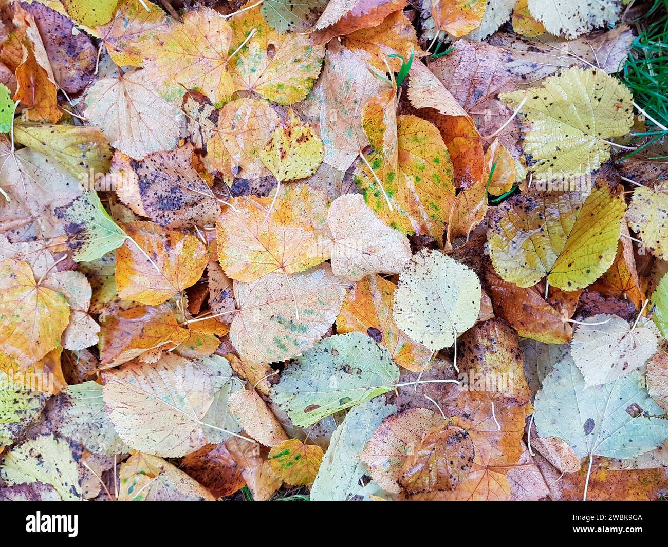 Leaves in the ground hi-res stock photography and images - Alamy