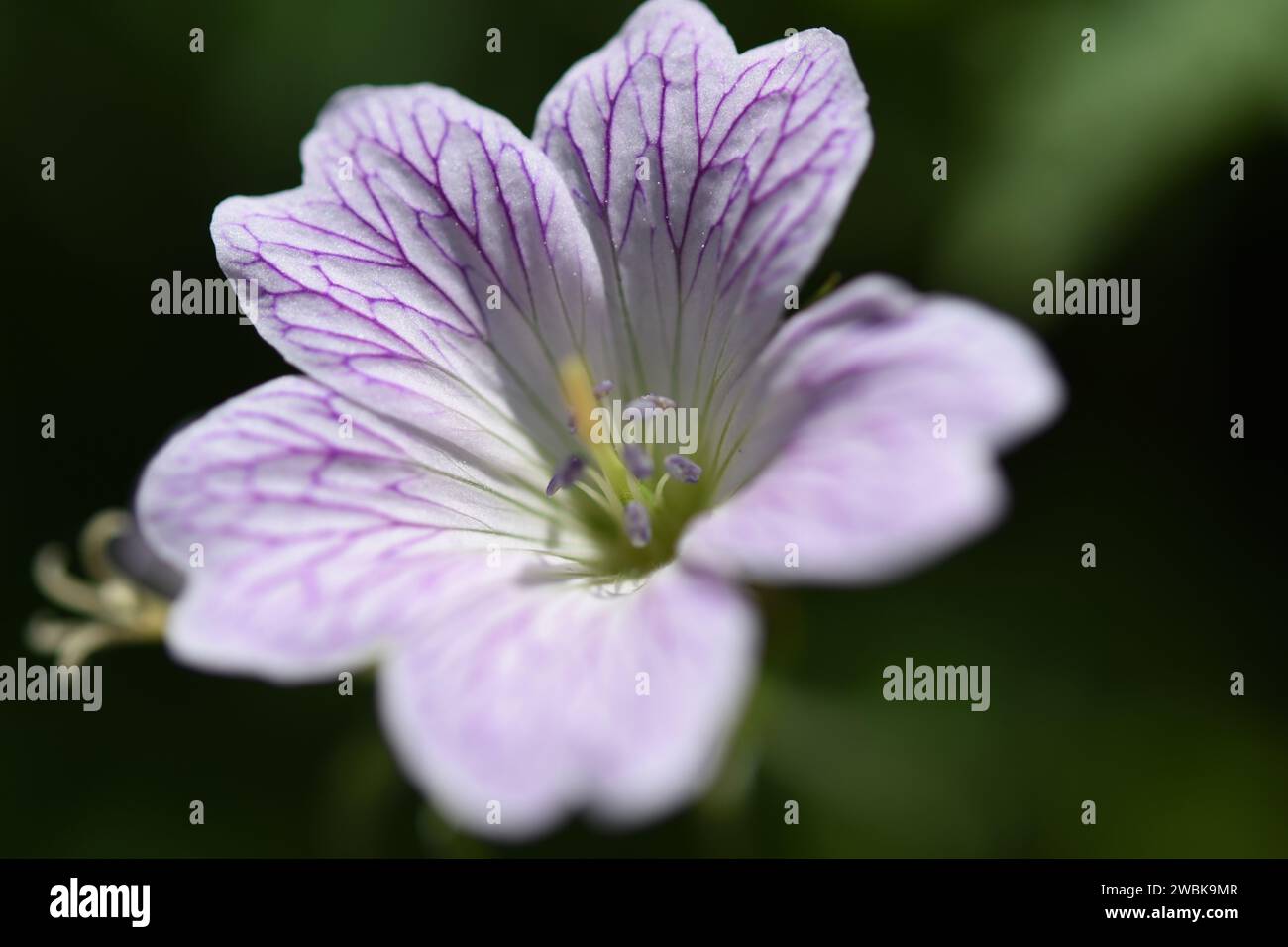 Close up of a Pencilled Cranesbill Geranium Versicolor flower Stock Photo