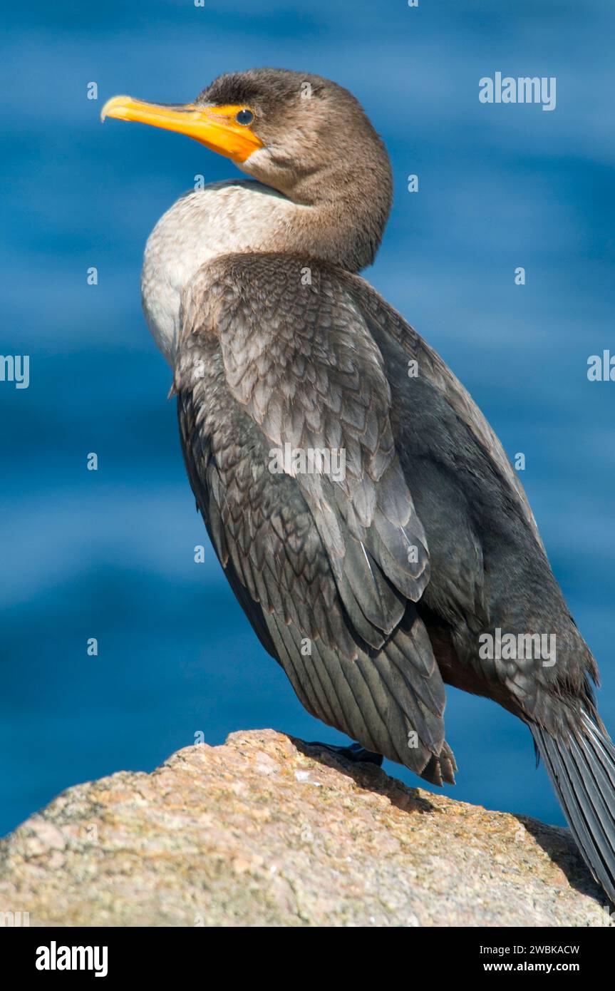 Marie h reed breakwater park hires stock photography and images Alamy