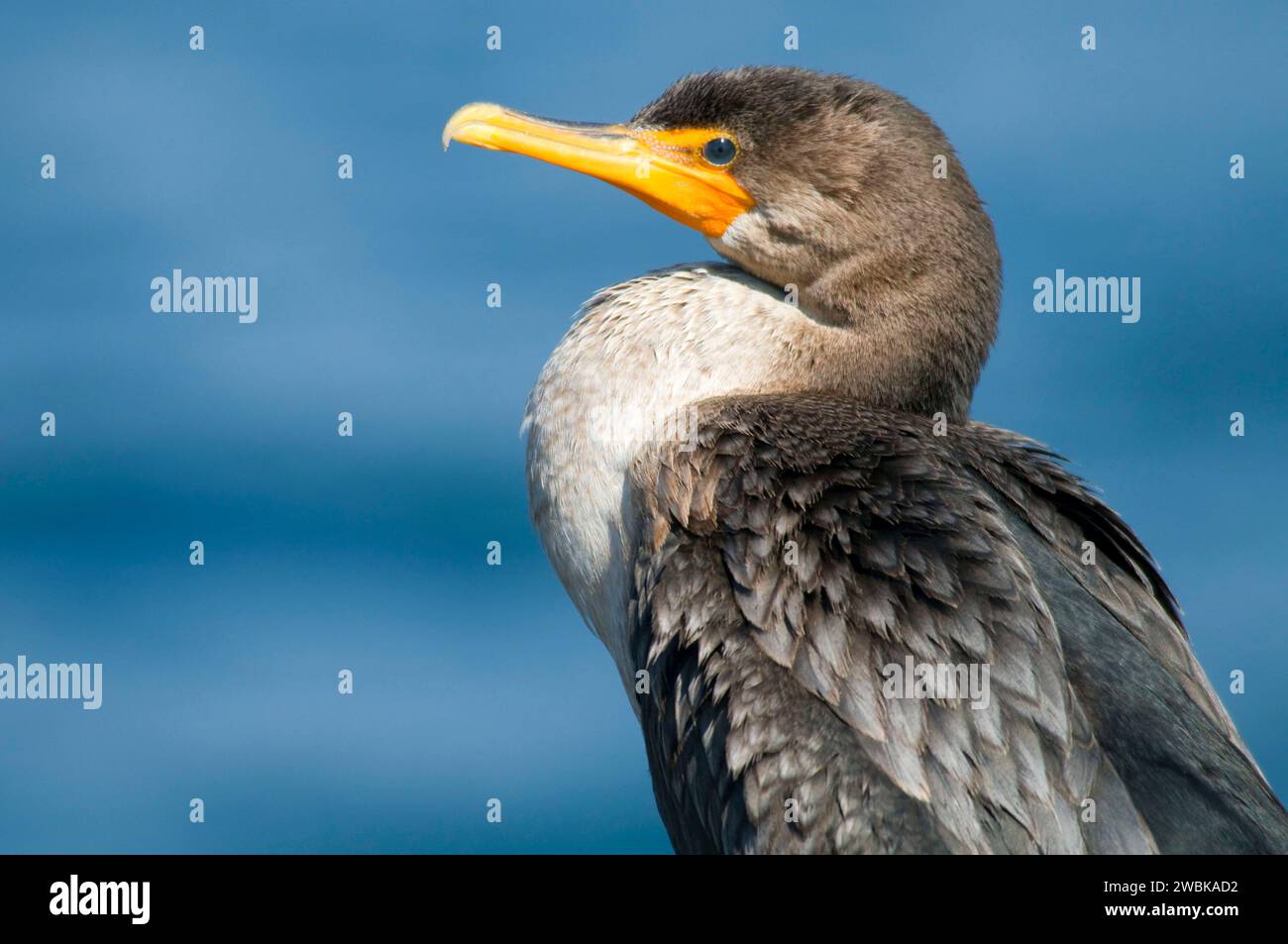 Marie h reed breakwater park hires stock photography and images Alamy