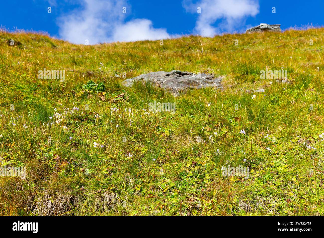 Fringed gentian, Gentianella, delicate purple alpine flowers, Kaiser-Panoramaweg, Grossglockner High Alpine Road, Hohe Tauern National Park, Carinthia, Austria Stock Photo