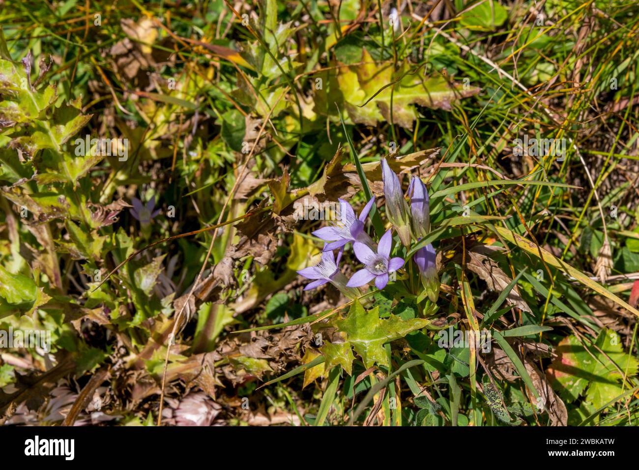 Fringed gentian, Gentianella, delicate purple alpine flowers, Kaiser-Panoramaweg, Grossglockner High Alpine Road, Hohe Tauern National Park, Carinthia, Austria Stock Photo
