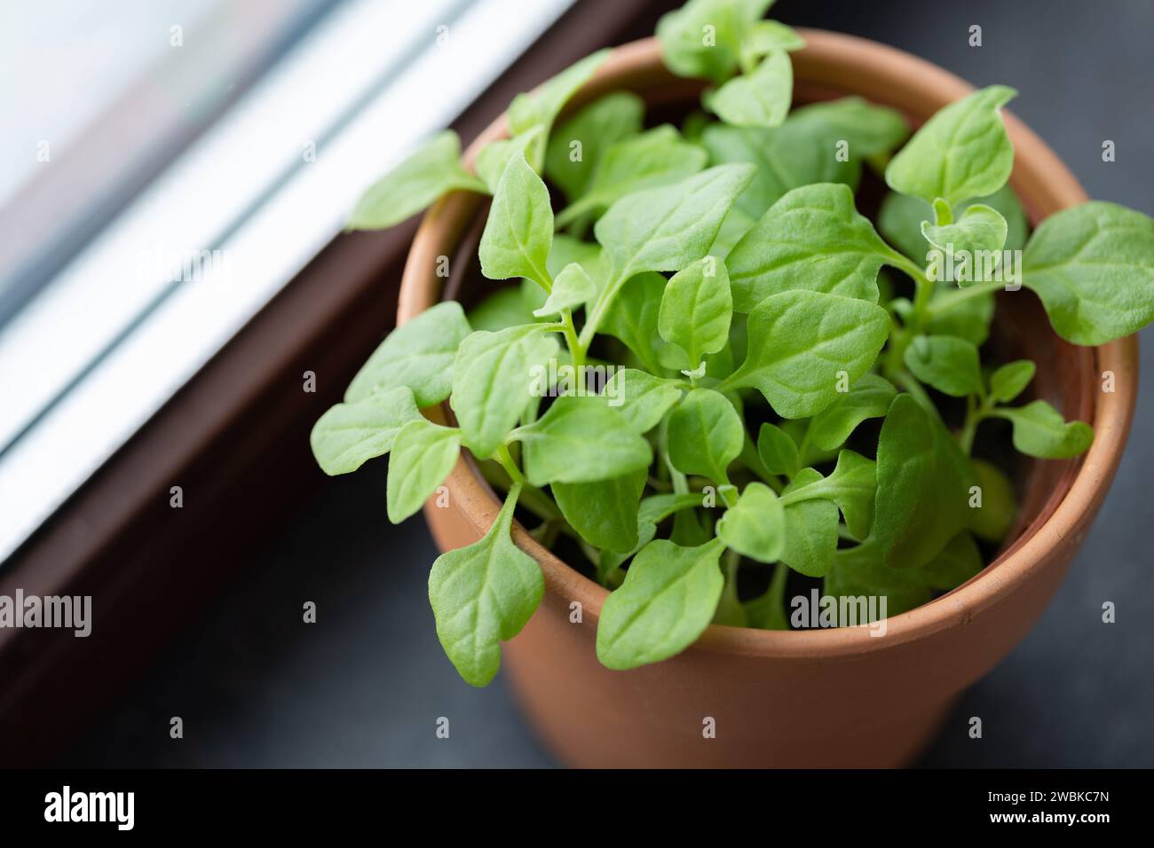 Pot with young spinach on window sill, growing harvest indoors Stock Photo