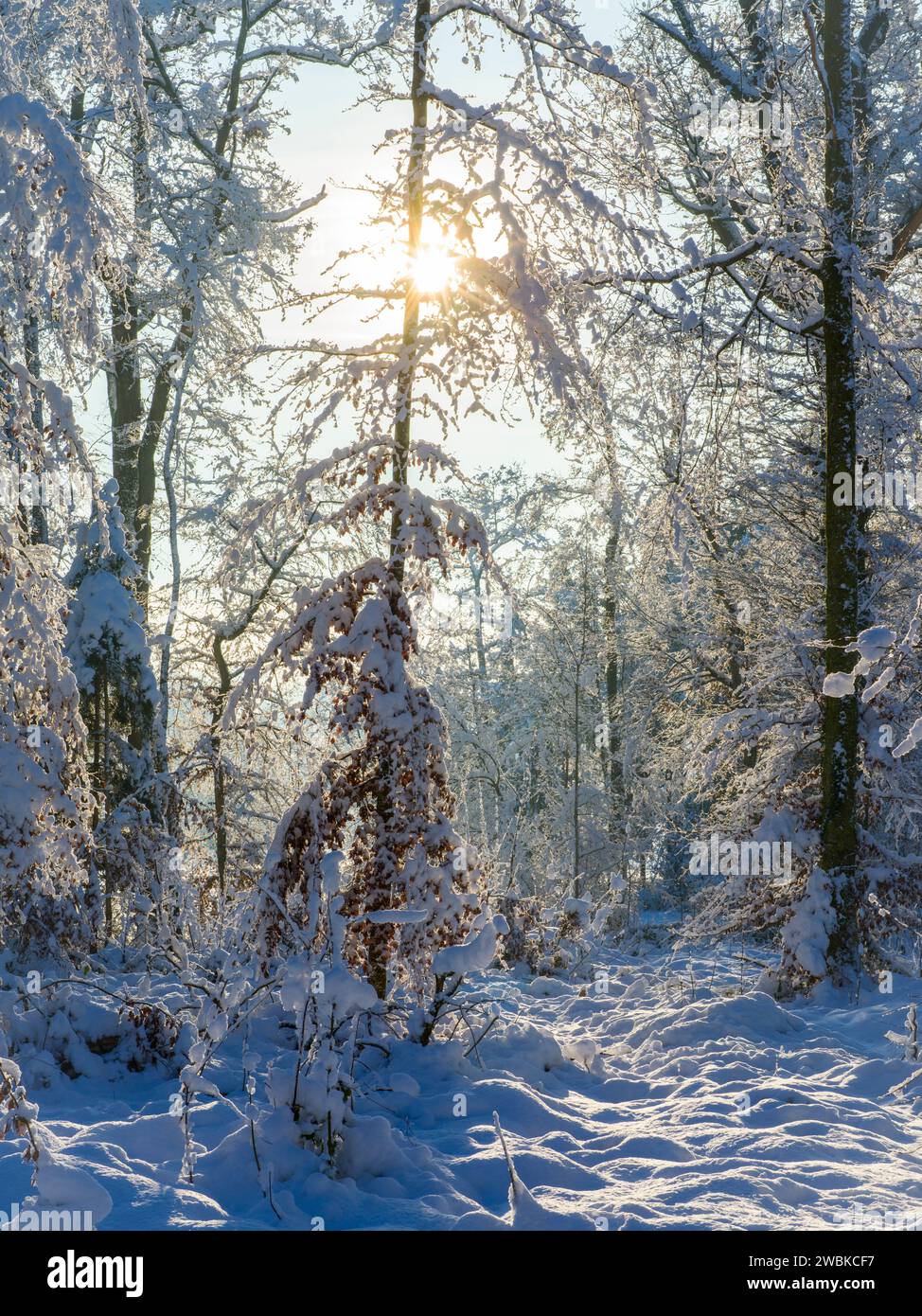 Light winter hi-res stock photography and images - Alamy