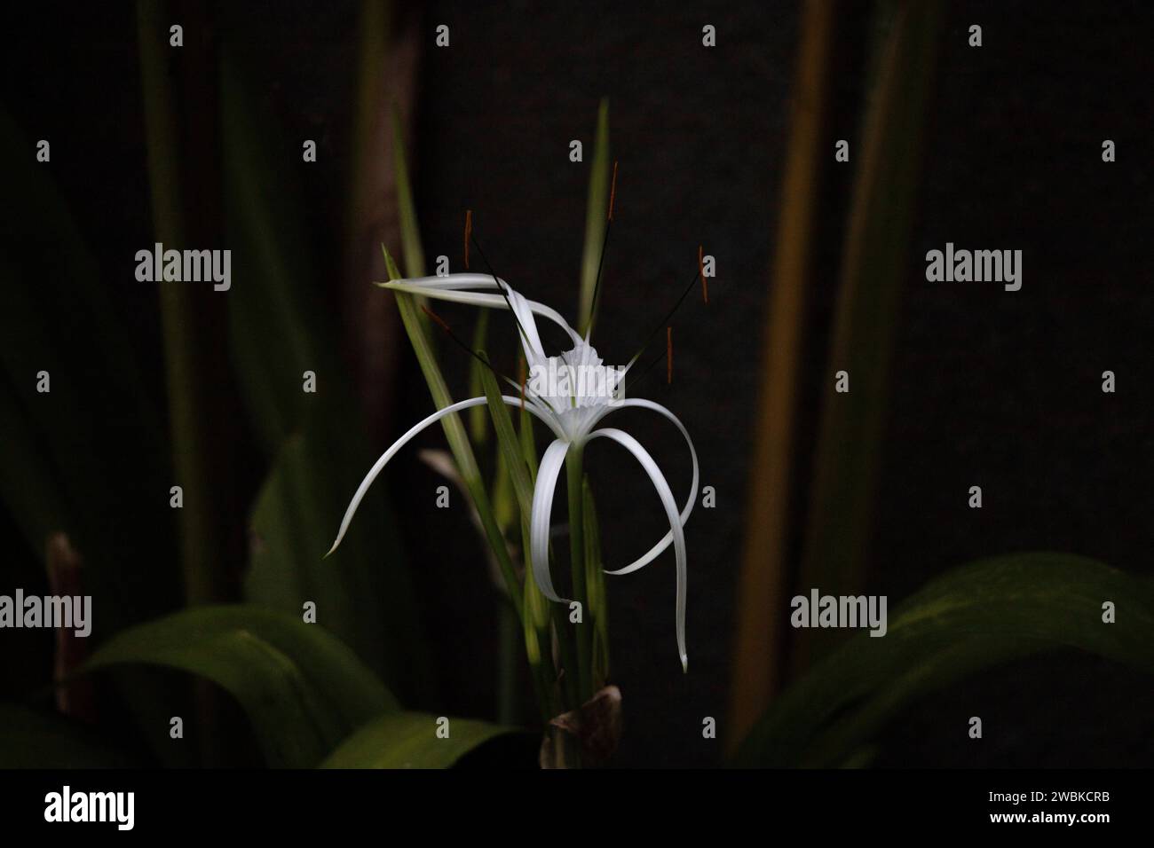 Small white decorative flower, perennial plant, tropical vegetation in Bali Stock Photo