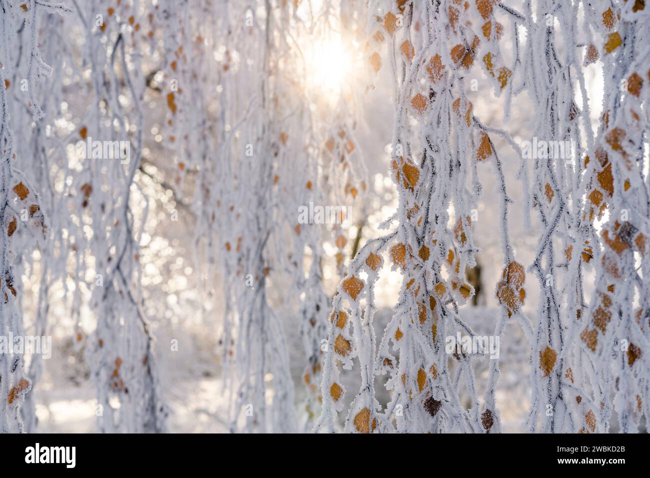 Winter atmosphere, the discolored leaves of the birch are covered with frost and ice crystals on a freezing cold morning, the rising sun shines through the branches Stock Photo
