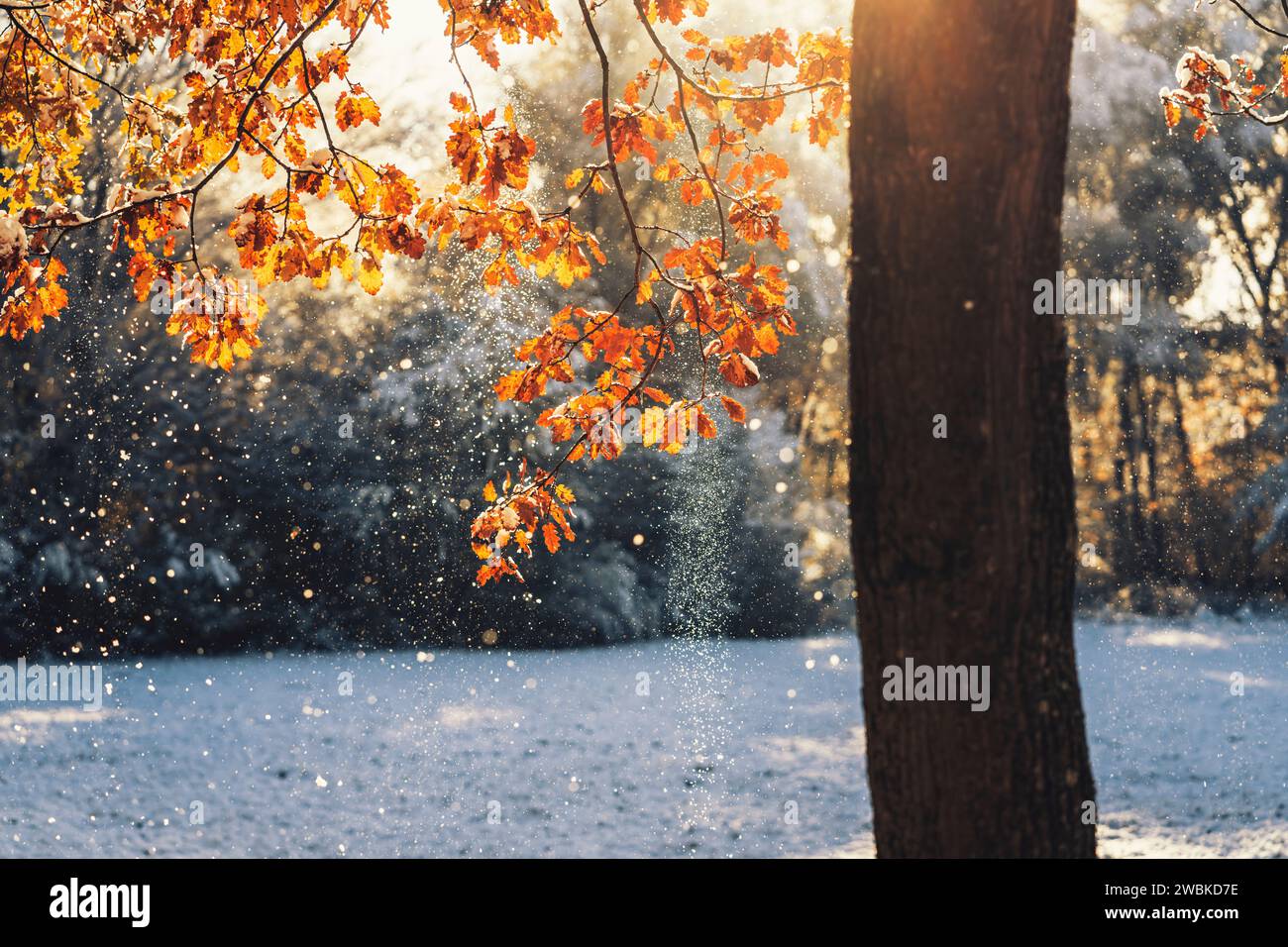 Oak in autumn colors in the first snow in the sunlight, the snowflakes trickle from the brightly colored leaves in the morning Stock Photo